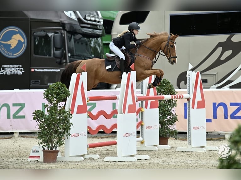 Pony tedesco Castrone 13 Anni 149 cm Sauro in Braunschweig