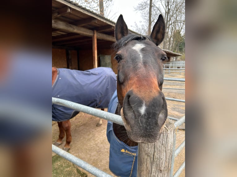 Pony tedesco Castrone 13 Anni 150 cm Baio in Halle
