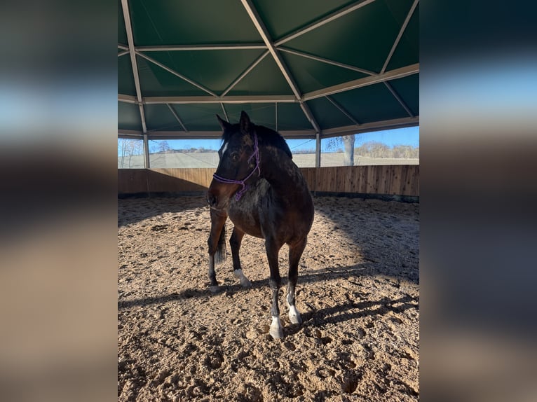 Pony tedesco Castrone 13 Anni 150 cm Baio scuro in Halle