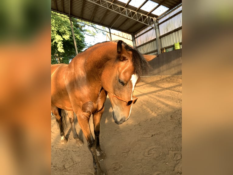 Pony tedesco Castrone 13 Anni 153 cm Baio in TelgteTelgte