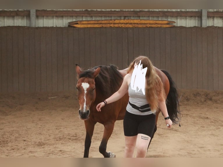 Pony tedesco Castrone 13 Anni 153 cm Baio in TelgteTelgte
