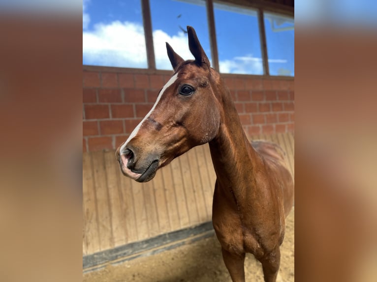 Pony tedesco Castrone 13 Anni 154 cm Sauro in Fritzlar