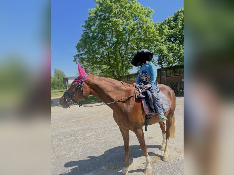 Pony tedesco Castrone 13 Anni 154 cm Sauro in Fritzlar
