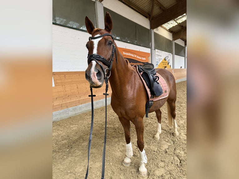 Pony tedesco Castrone 13 Anni 154 cm Sauro in Fritzlar