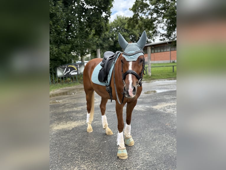 Pony tedesco Castrone 13 Anni 154 cm Sauro in Fritzlar