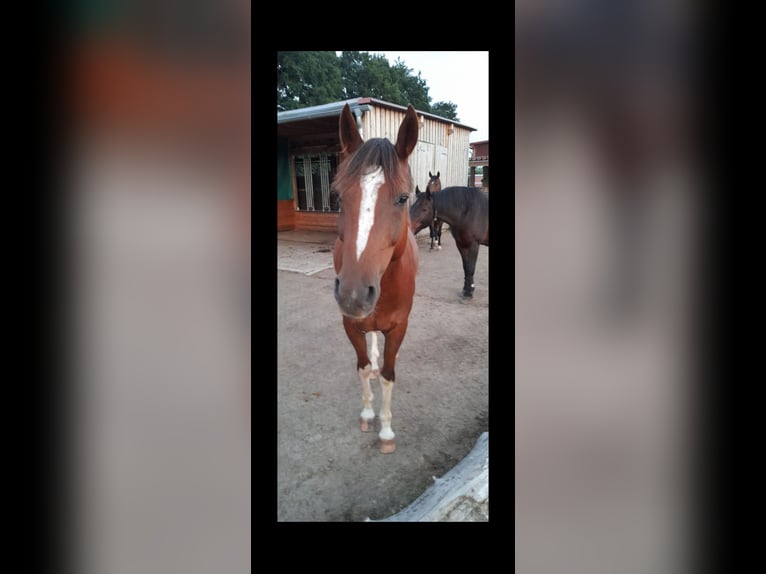 Pony tedesco Castrone 13 Anni 154 cm Sauro scuro in Quickborn