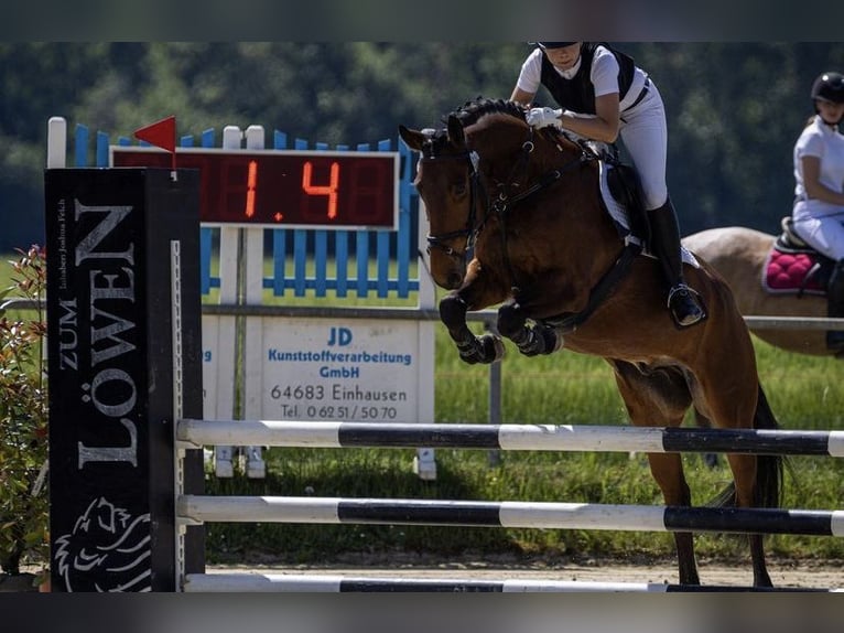 Pony tedesco Castrone 13 Anni 157 cm Baio in Fulda
