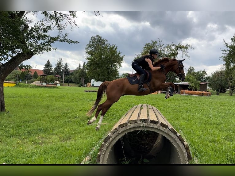 Pony tedesco Castrone 13 Anni Sauro in Miesitz