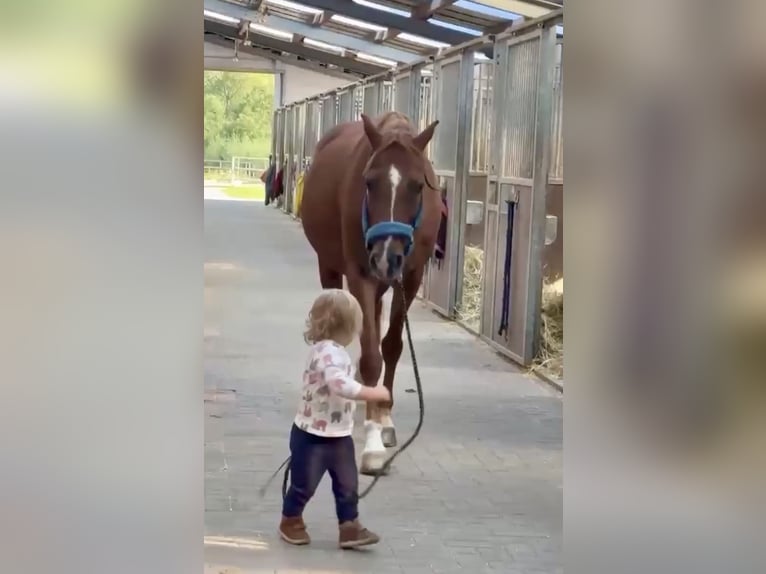 Pony tedesco Castrone 13 Anni Sauro in Miesitz