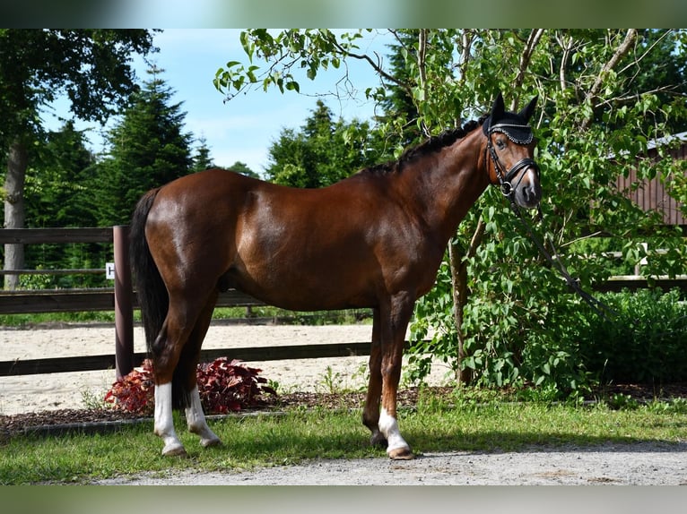 Pony tedesco Castrone 14 Anni 140 cm Sauro scuro in bremervörde