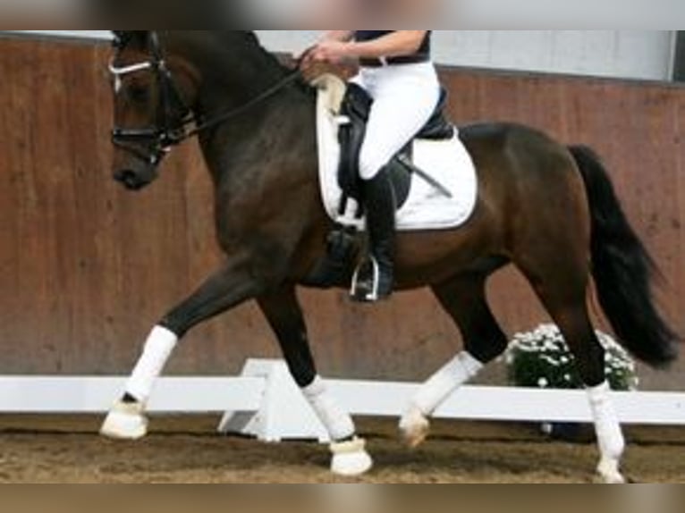 Pony tedesco Castrone 14 Anni 144 cm Baio in Waldbröl