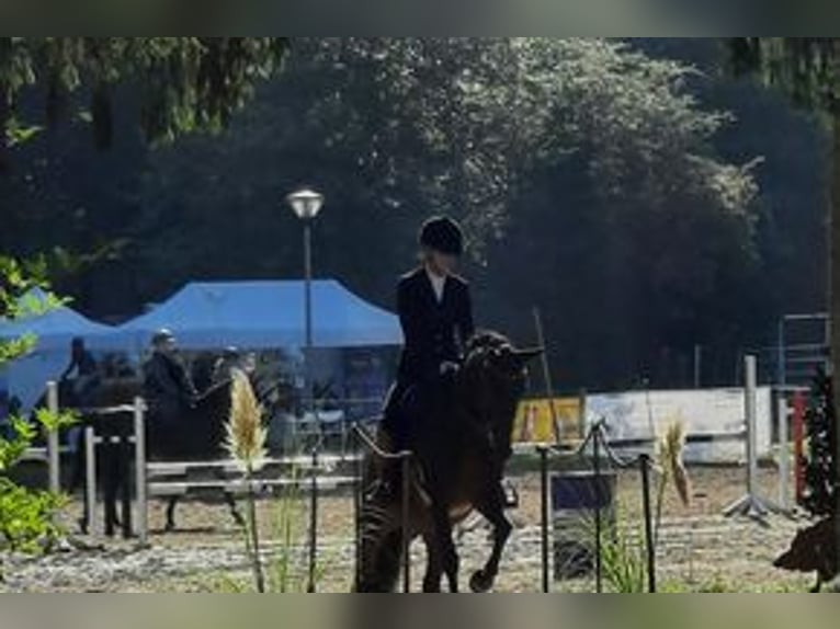 Pony tedesco Castrone 14 Anni 144 cm Baio in Waldbröl