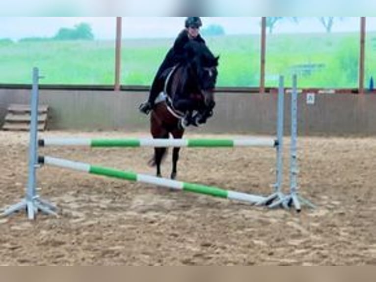 Pony tedesco Castrone 14 Anni 144 cm Baio in Waldbröl