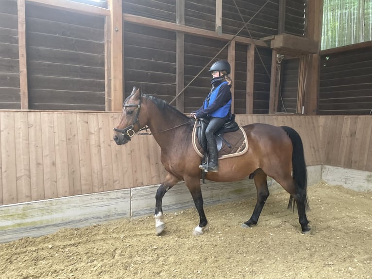 Pony tedesco Mix Castrone 14 Anni 144 cm Baio in Schmallenberg