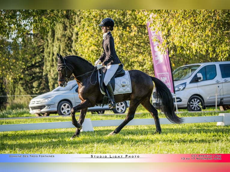 Pony tedesco Castrone 14 Anni 145 cm Baio in Valldoreix