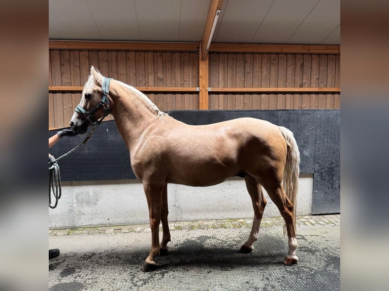 Pony tedesco Castrone 14 Anni 145 cm Palomino in Kandern