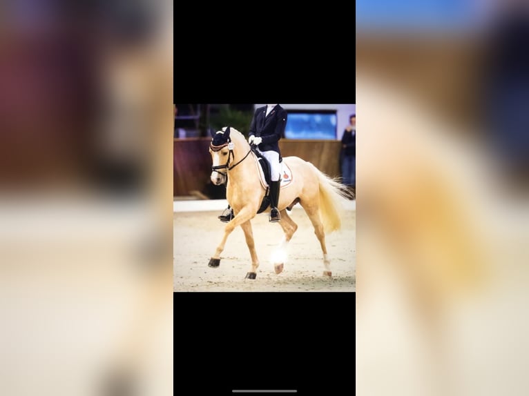 Pony tedesco Castrone 14 Anni 145 cm Palomino in Kandern