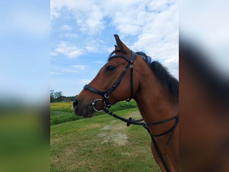 Pony tedesco Castrone 14 Anni 146 cm Baio in Leezdorf