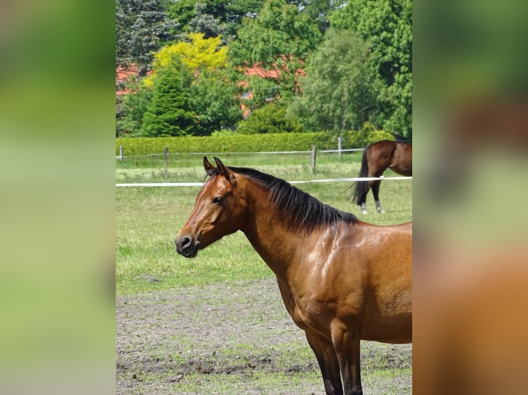 Pony tedesco Castrone 14 Anni 146 cm Baio in Leezdorf
