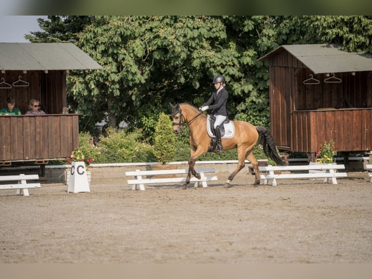 Pony tedesco Castrone 14 Anni 146 cm Falbo in Fröndenberg