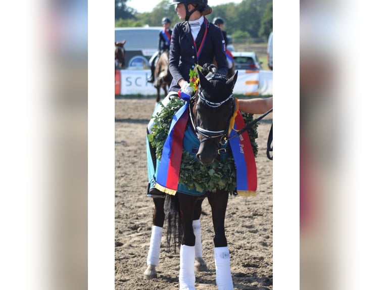 Pony tedesco Castrone 14 Anni 146 cm Morello in Ganderkesee