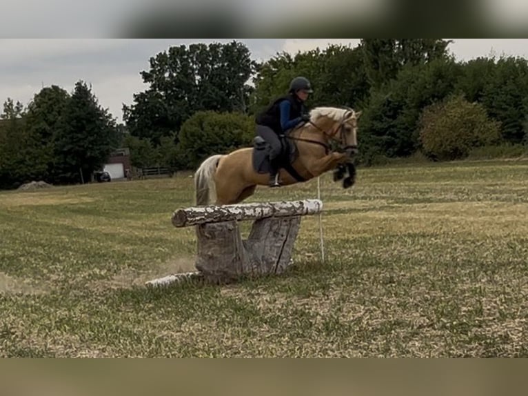 Pony tedesco Castrone 14 Anni 146 cm Palomino in Gescher