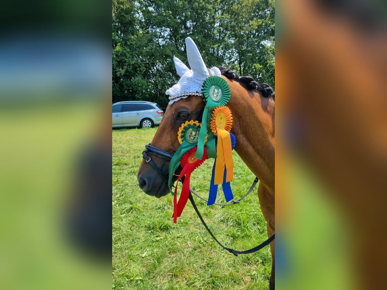 Pony tedesco Castrone 14 Anni 147 cm Baio in Werne