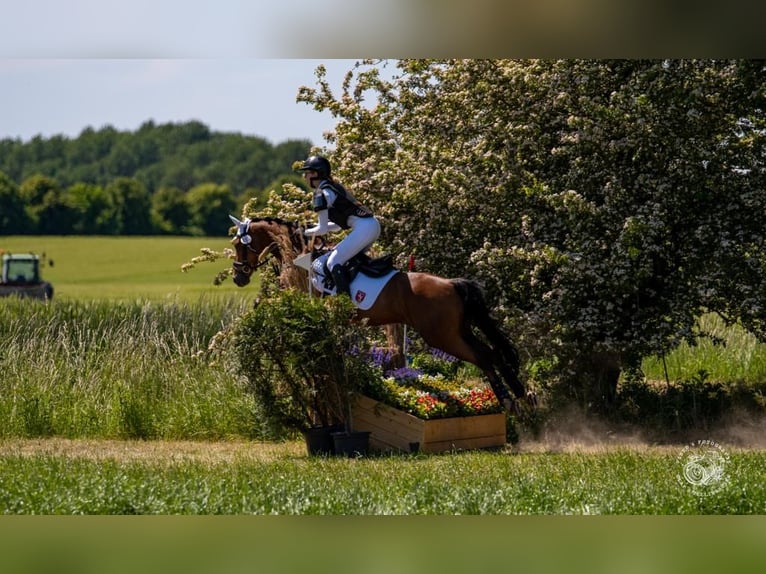 Pony tedesco Castrone 14 Anni 147 cm Baio in Werne