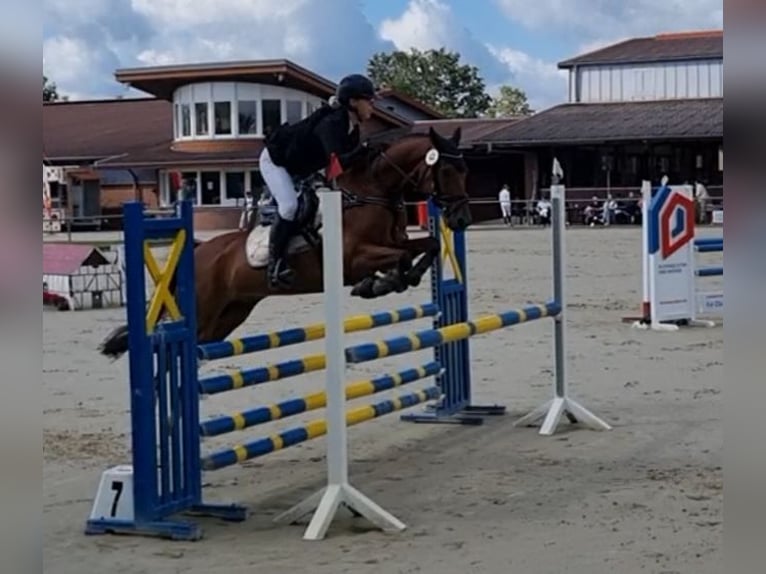 Pony tedesco Castrone 14 Anni 147 cm Baio in Werne