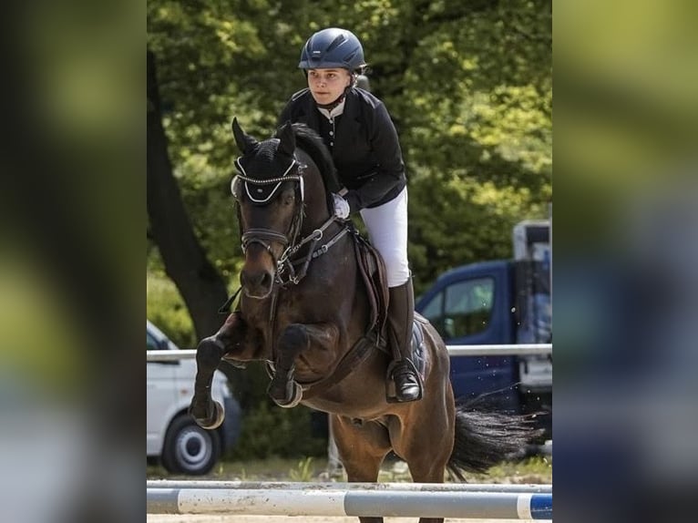 Pony tedesco Castrone 14 Anni 147 cm Baio nero in Warendorf