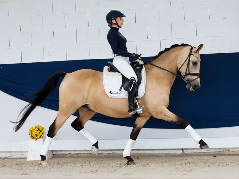 Pony tedesco Castrone 14 Anni 147 cm Falbo in Marsberg