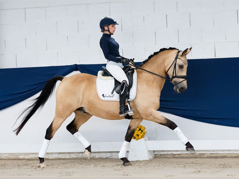 Pony tedesco Castrone 14 Anni 147 cm Falbo in Marsberg
