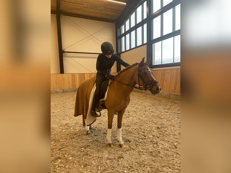 Pony tedesco Castrone 14 Anni 147 cm Sauro in W&#xFC;lfrath
