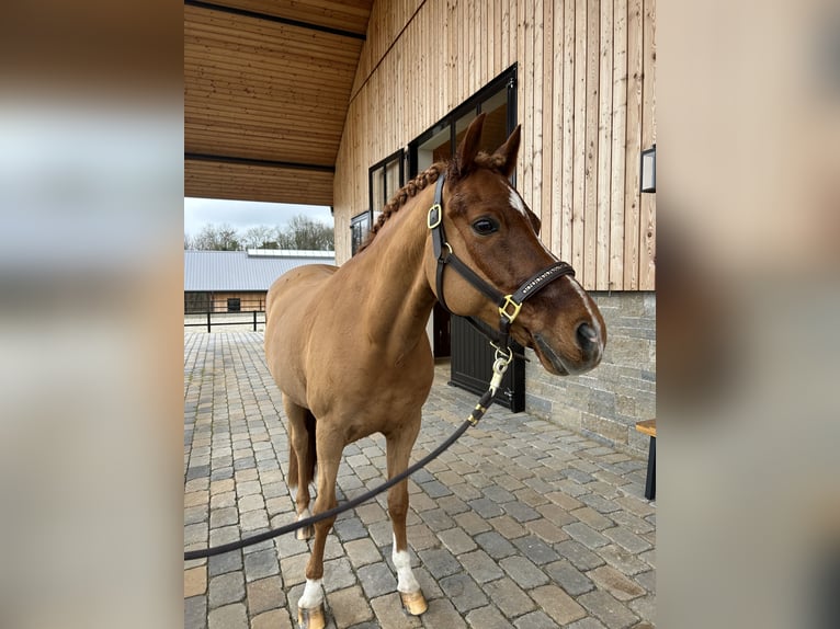 Pony tedesco Castrone 14 Anni 147 cm Sauro in W&#xFC;lfrath