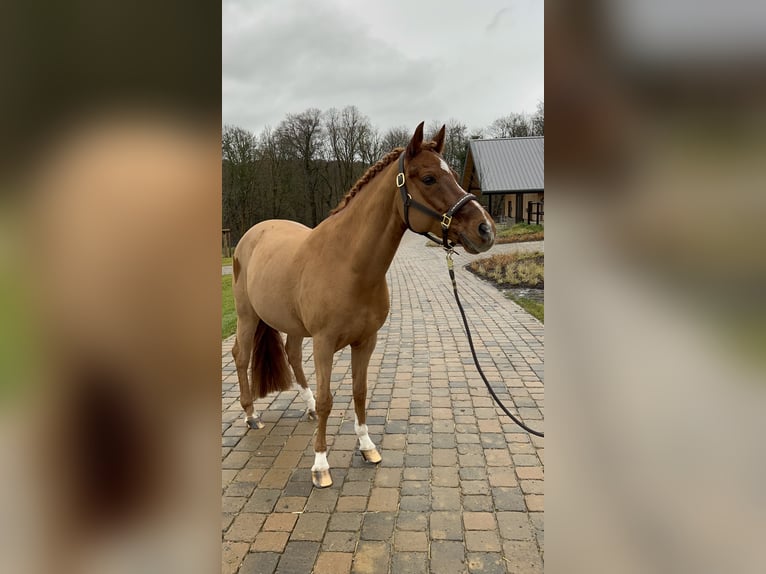 Pony tedesco Castrone 14 Anni 147 cm Sauro in W&#xFC;lfrath