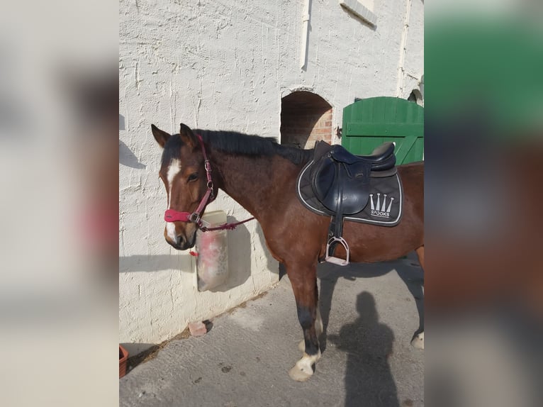 Pony tedesco Castrone 14 Anni 148 cm Baio in Hohenerxleben