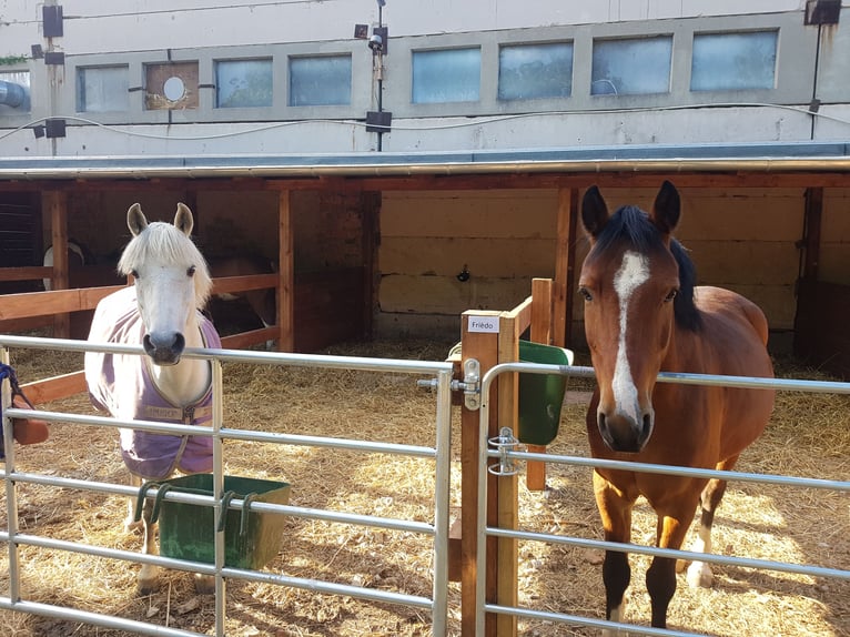 Pony tedesco Castrone 14 Anni 148 cm Baio in Hohenerxleben