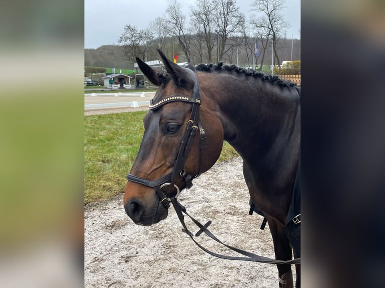 Pony tedesco Castrone 14 Anni 148 cm Baio scuro in Balve