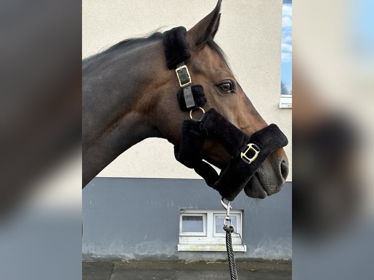 Pony tedesco Castrone 14 Anni 148 cm Baio scuro in Balve
