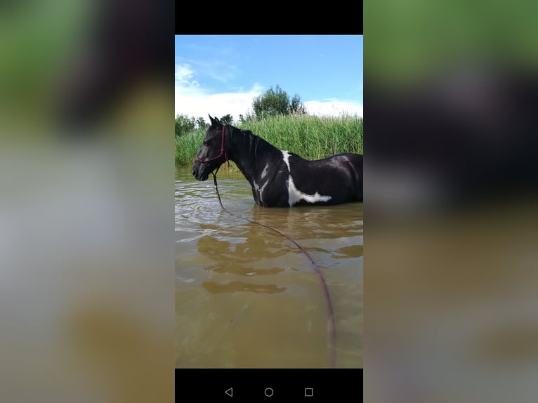 Pony tedesco Mix Castrone 14 Anni 148 cm Pezzato in Lichtenberg