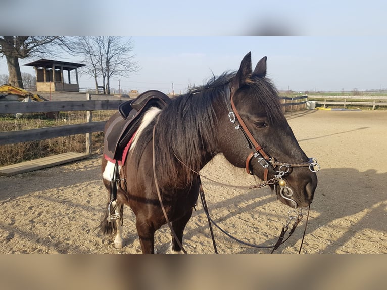 Pony tedesco Mix Castrone 14 Anni 148 cm Pezzato in Lichtenberg