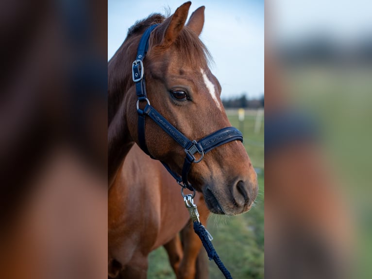 Pony tedesco Castrone 14 Anni 148 cm Sauro in Hohenbrunn