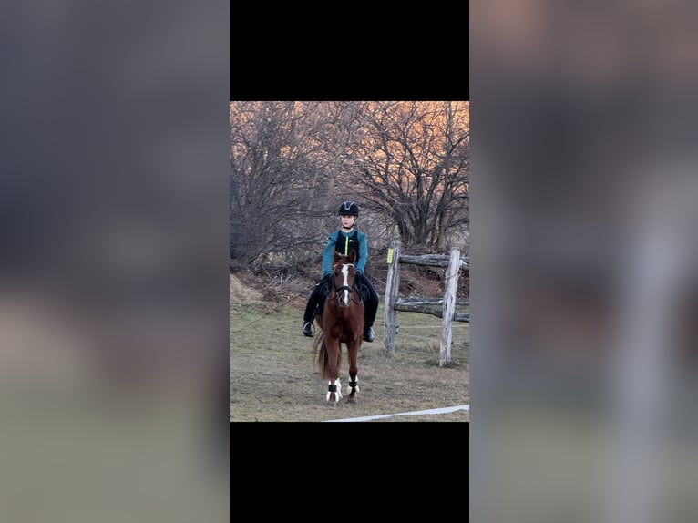 Pony tedesco Castrone 14 Anni 148 cm Sauro in Kottingbrunn