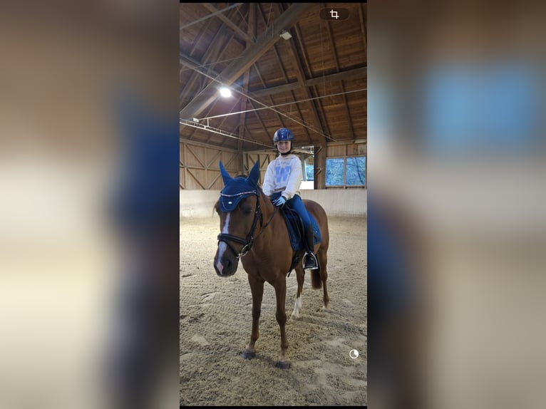 Pony tedesco Castrone 14 Anni 148 cm Sauro in Kottingbrunn