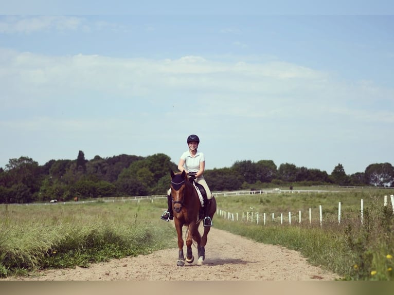 Pony tedesco Castrone 14 Anni 148 cm Sauro scuro in Oberursel