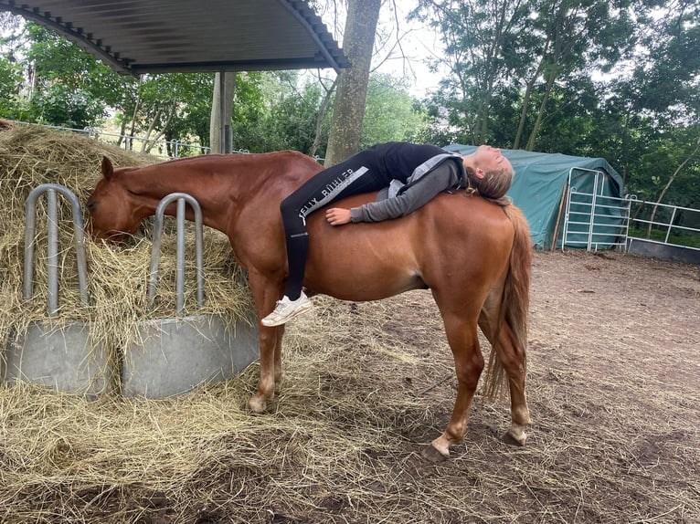 Pony tedesco Castrone 14 Anni 150 cm Sauro in Krefeld
