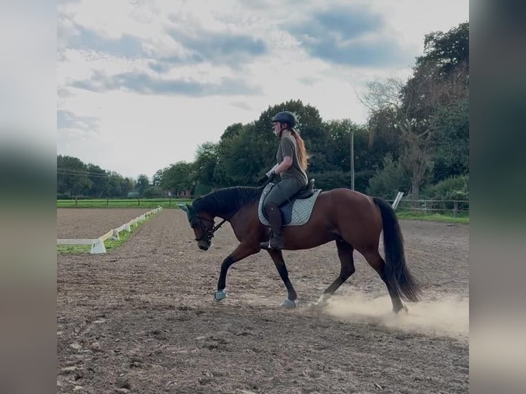 Pony tedesco Castrone 14 Anni 153 cm Baio in Telgte