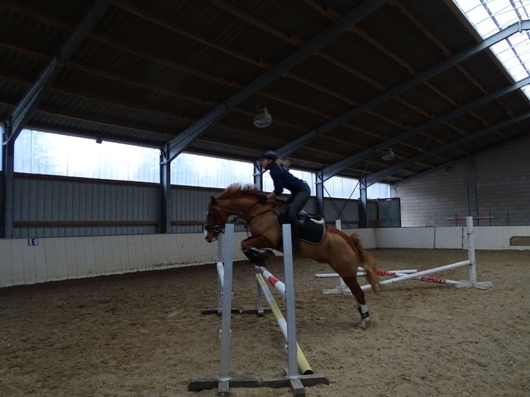 Pony tedesco Castrone 14 Anni 155 cm Sauro in Leverkusen