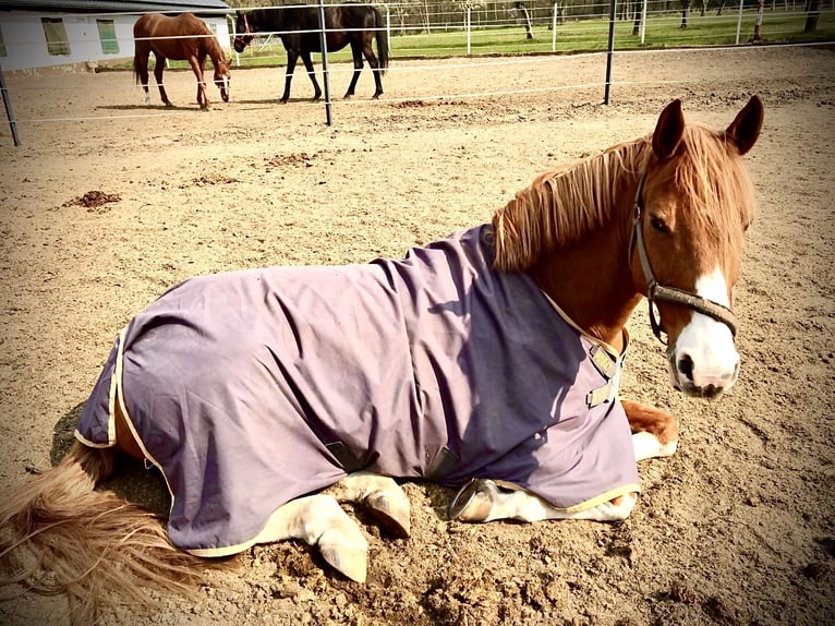 Pony tedesco Castrone 14 Anni 155 cm Sauro in Leverkusen