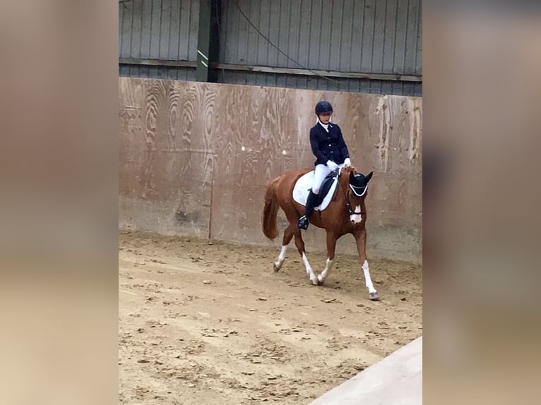 Pony tedesco Castrone 14 Anni 155 cm Sauro in Leverkusen